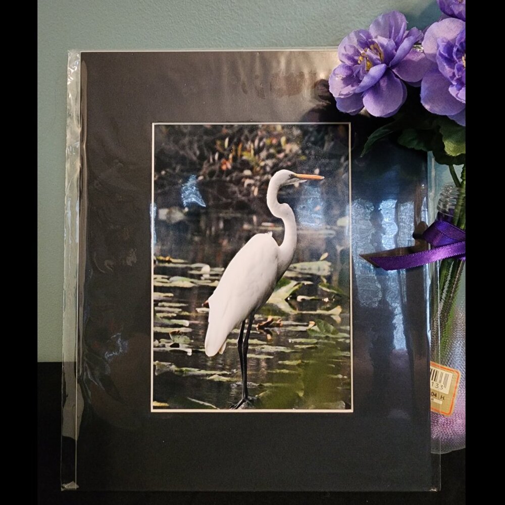 2/$13 Great Egret Photography Print with Black Matte Frame - 8x10